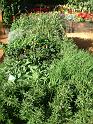 Herb bed_2